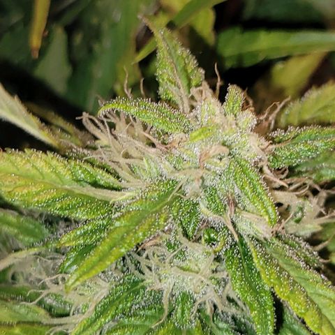 Carmelita-2 (La Vault-bricker) growlog timeline photo