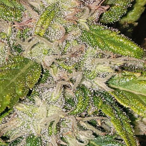 Carmelita-2 (La Vault-bricker) growlog timeline photo