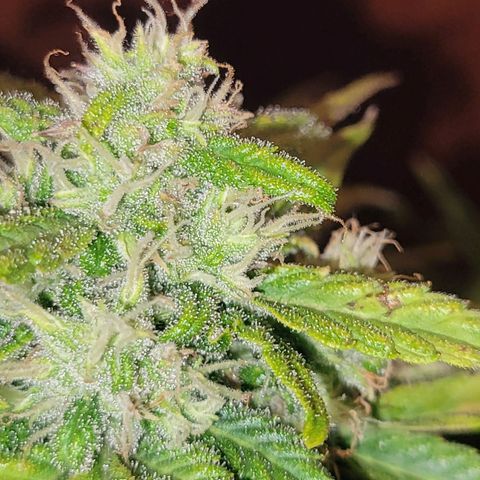 Carmelita-2 (La Vault-bricker) growlog timeline photo