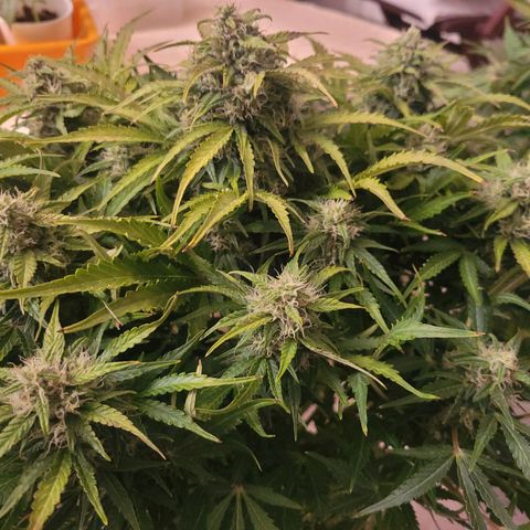 Carmelita-2 (La Vault-bricker) growlog timeline photo