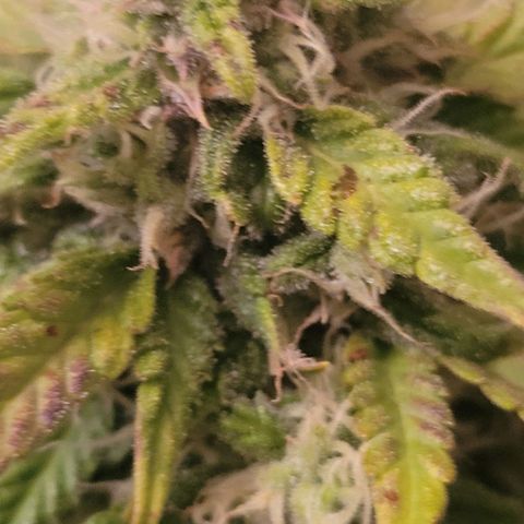 Carmelita-2 (La Vault-bricker) growlog timeline photo