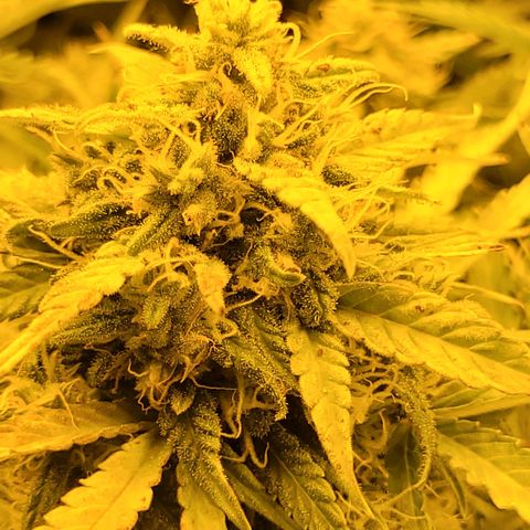 Carmelita-2 (La Vault-bricker) growlog timeline photo