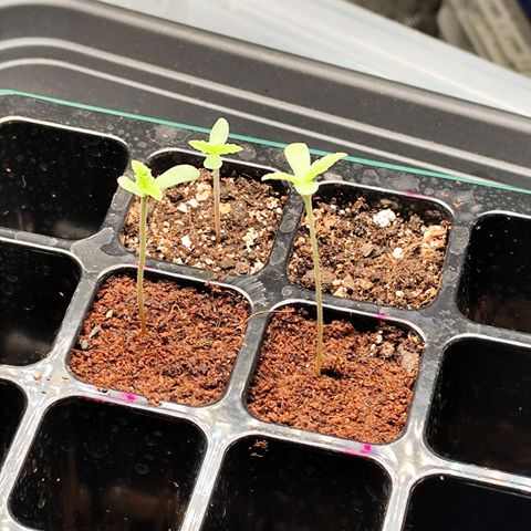 Master Kush growlog timeline photo
