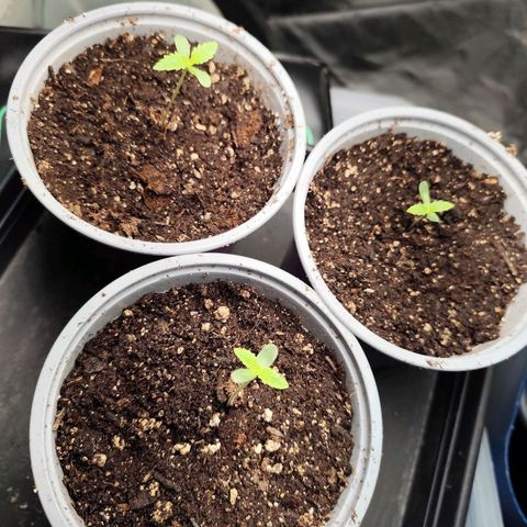 Master Kush growlog timeline photo