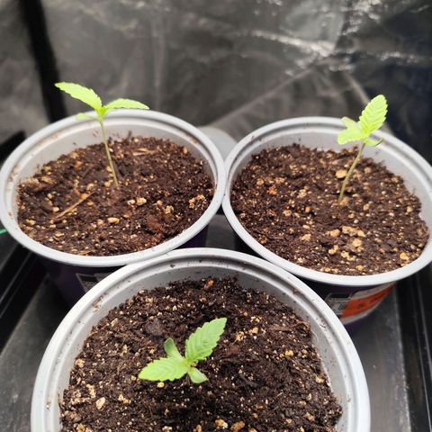 Master Kush growlog timeline photo