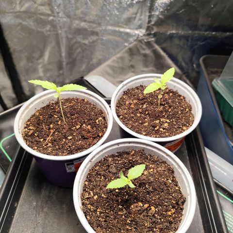 Master Kush growlog timeline photo