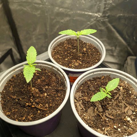 Master Kush growlog timeline photo