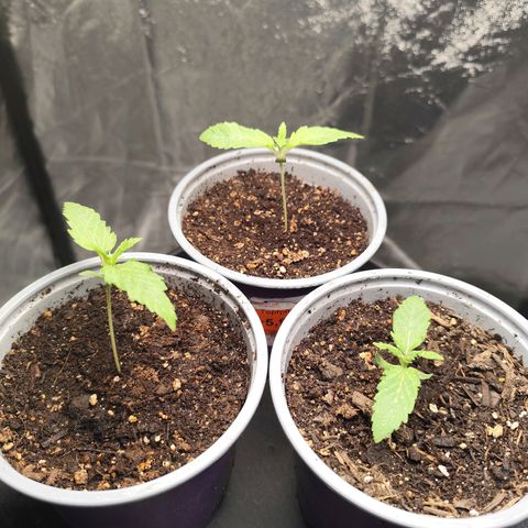 Master Kush growlog timeline photo