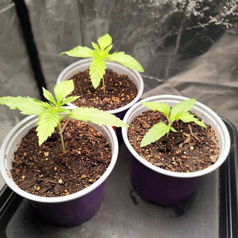 Master Kush growlog timeline photo