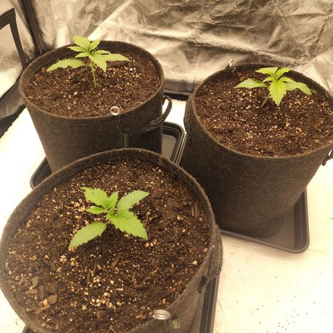 Master Kush growlog timeline photo