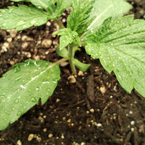 Master Kush growlog timeline photo