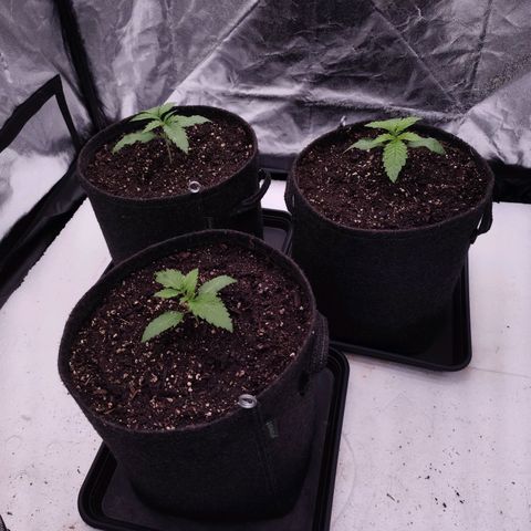 Master Kush growlog timeline photo