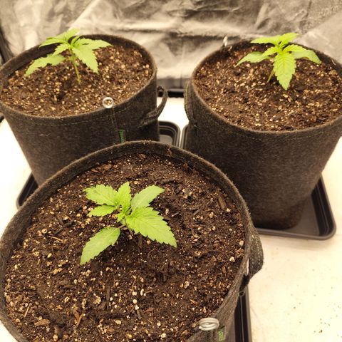Master Kush growlog timeline photo