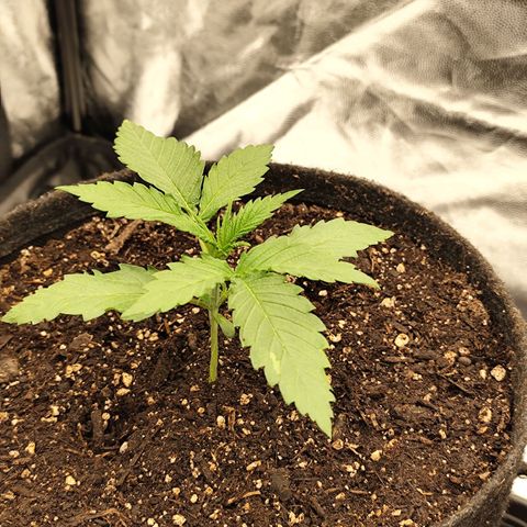 Master Kush growlog timeline photo