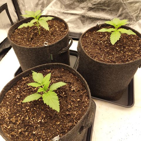 Master Kush growlog timeline photo