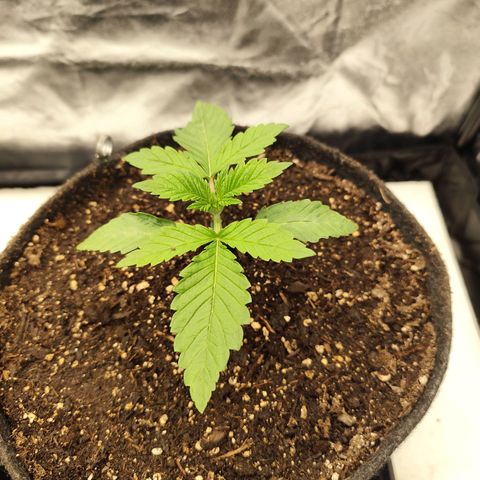 Master Kush growlog timeline photo