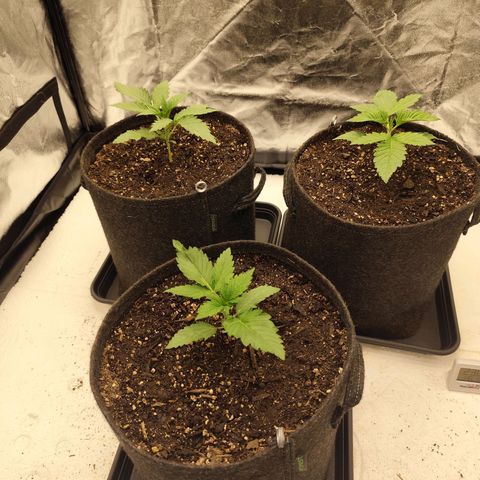 Master Kush growlog timeline photo