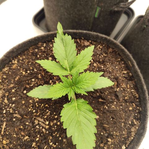 Master Kush growlog timeline photo