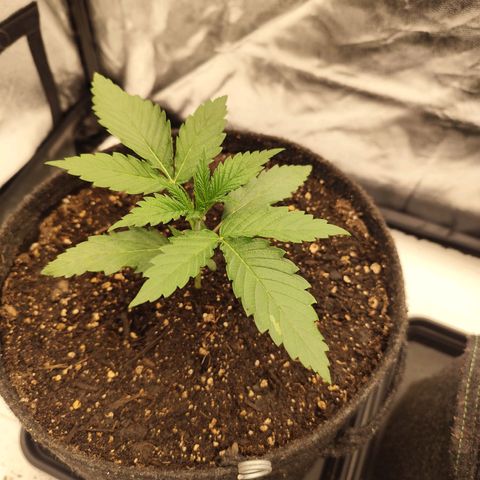 Master Kush growlog timeline photo