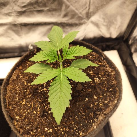 Master Kush growlog timeline photo