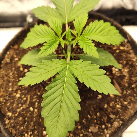Master Kush growlog timeline photo