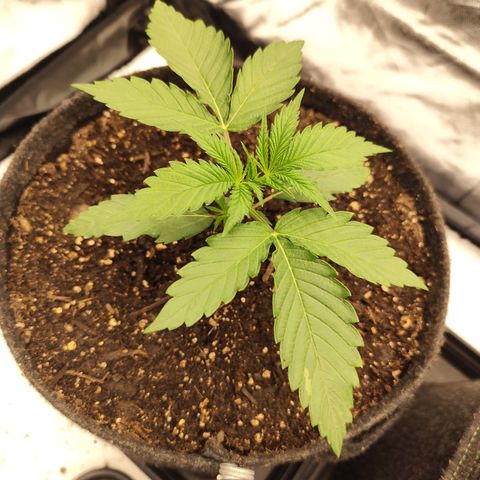Master Kush growlog timeline photo
