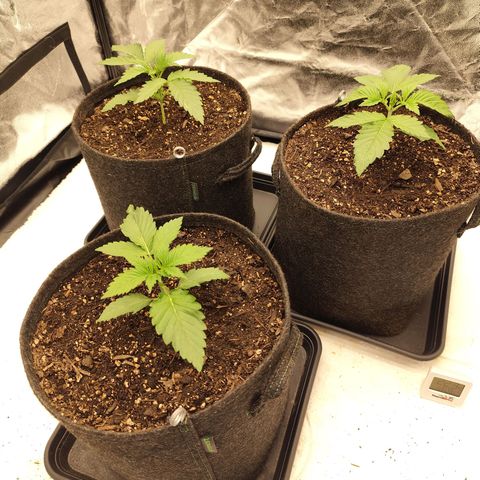 Master Kush growlog timeline photo