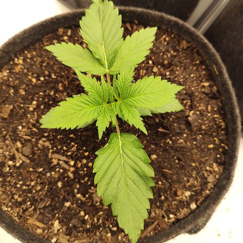Master Kush growlog timeline photo