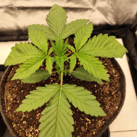 Master Kush growlog timeline photo