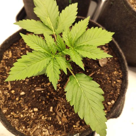 Master Kush growlog timeline photo