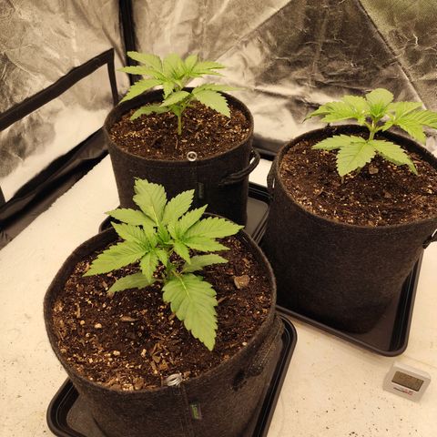 Master Kush growlog timeline photo