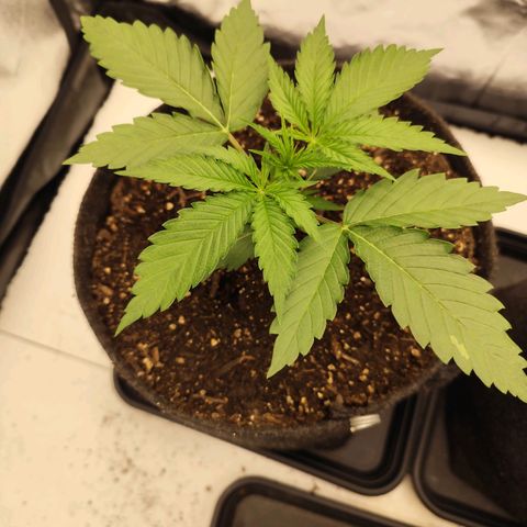 Master Kush growlog timeline photo