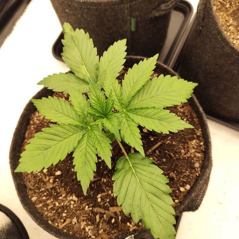 Master Kush growlog timeline photo