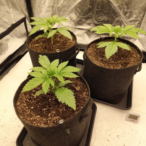Master Kush growlog timeline photo