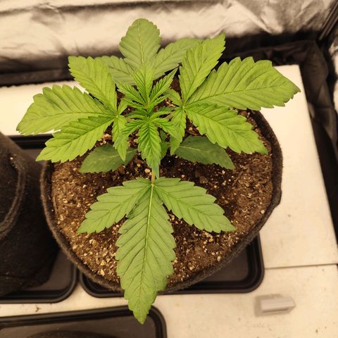 Master Kush growlog timeline photo