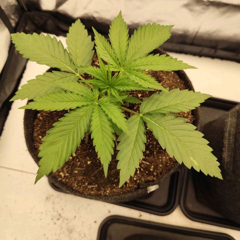 Master Kush growlog timeline photo