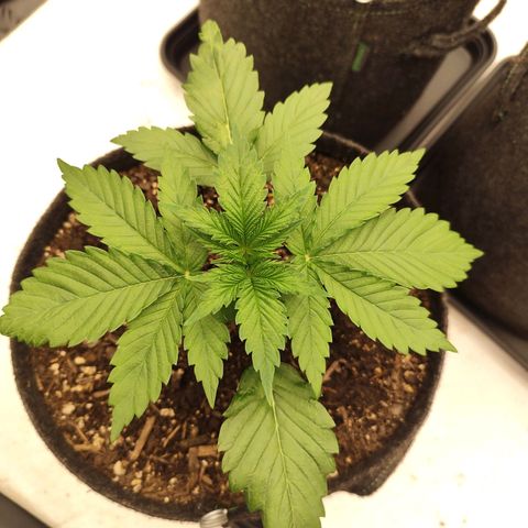 Master Kush growlog timeline photo