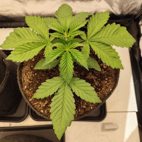 Master Kush growlog timeline photo