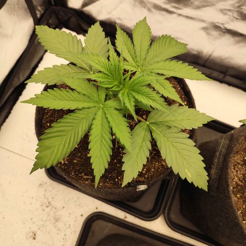 Master Kush growlog timeline photo