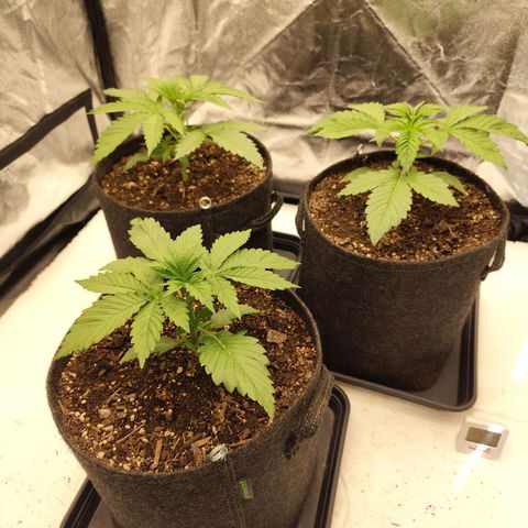 Master Kush growlog timeline photo