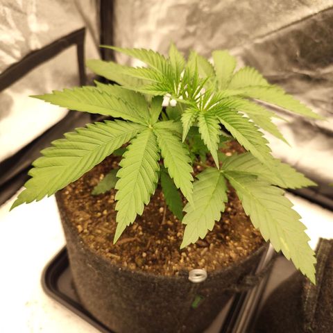 Master Kush growlog timeline photo