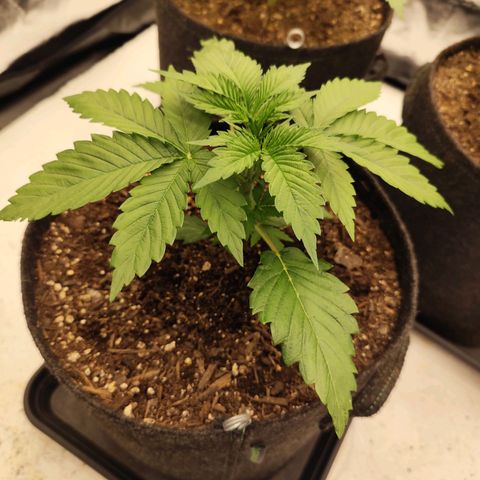 Master Kush growlog timeline photo