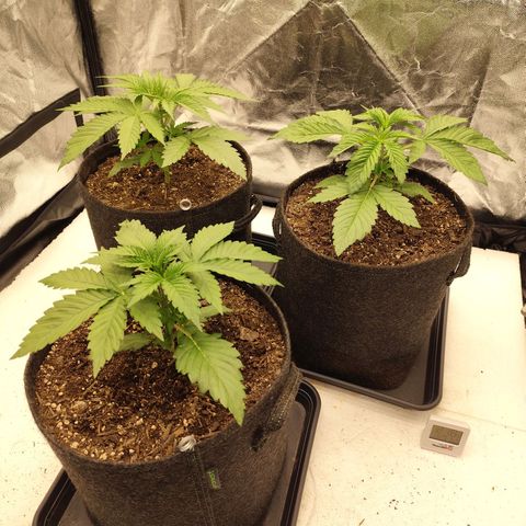 Master Kush growlog timeline photo