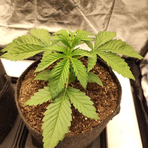 Master Kush growlog timeline photo