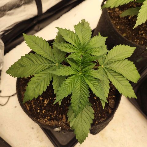 Master Kush growlog timeline photo