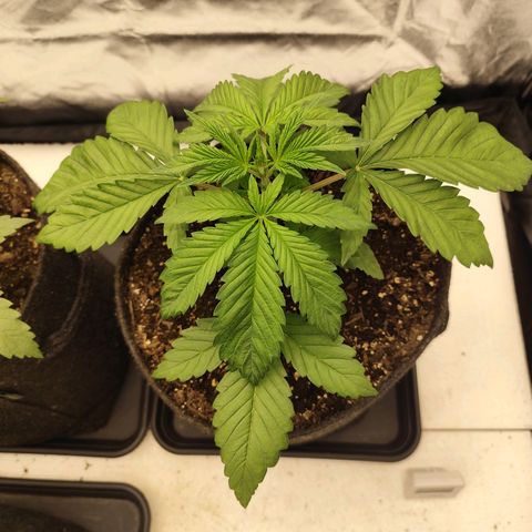 Master Kush growlog timeline photo