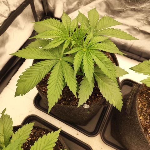Master Kush growlog timeline photo