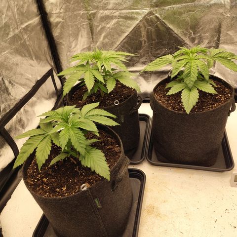 Master Kush growlog timeline photo