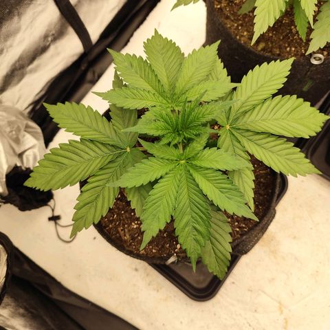 Master Kush growlog timeline photo