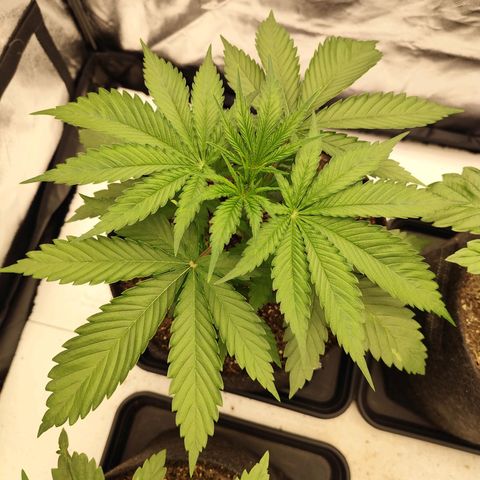 Master Kush growlog timeline photo